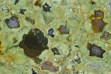 Polished Rainforest Jasper (Rhyolite) Section - Australia #130411-2